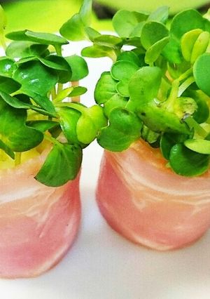 見てると和む？食べれる鉢植え♪お弁当に-レシピのメイン写真