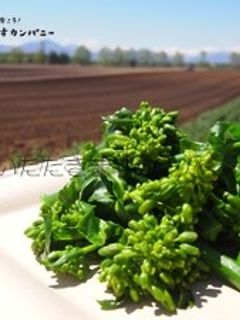菜の花のおひたし-レシピのメイン写真