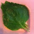 えごまの葉の醤油漬け