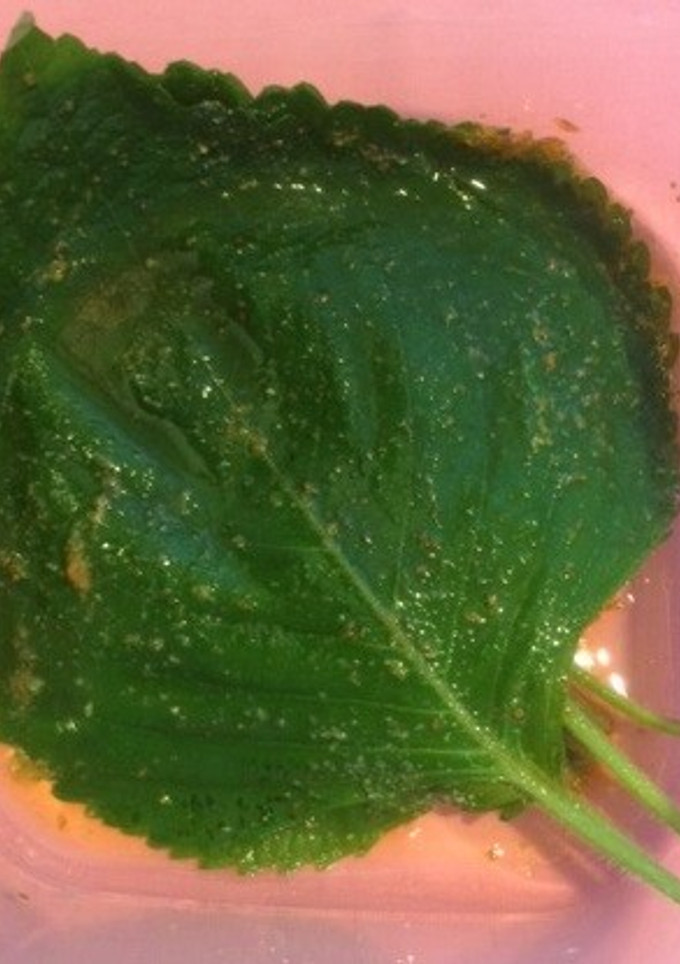 えごまの葉の醤油漬け-レシピのメイン写真
