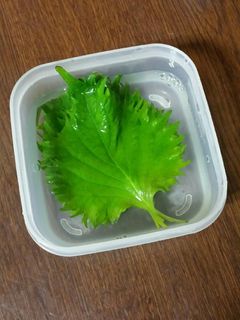 これで長持ち大葉の保存❣-レシピのメイン写真