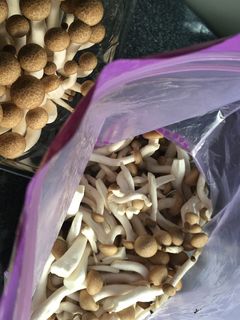 きのこの冷凍保存☆-レシピのメイン写真