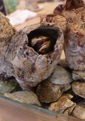 ピコロコの塩茹で-レシピのメイン写真