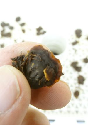 簡単おつまみ｜食品乾燥機で赤貝の乾燥-レシピのメイン写真