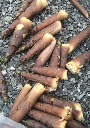 淡竹(ハチク)のシンプル煮&アレンジ-レシピのメイン写真