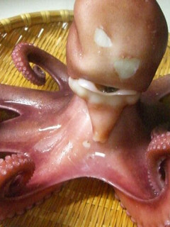 たこの茹で方-レシピのメイン写真