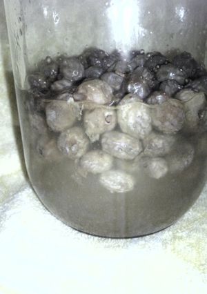 天然酵母作り～レーズン～-レシピのメイン写真