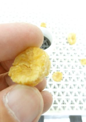 食品乾燥機で干しホタテ貝柱の作り方-レシピのメイン写真