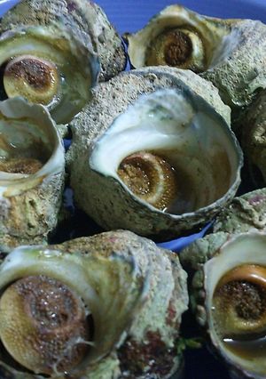 簡単サザエの壺焼き-レシピのメイン写真