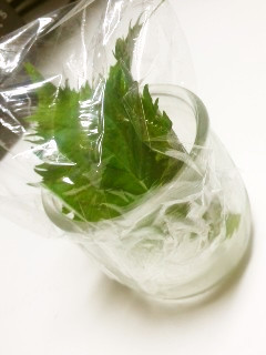 10日間以上OK?!大葉は野菜室で保存☆-レシピのメイン写真