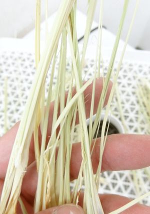 ドライレモングラスの作り方｜食品乾燥機-レシピのメイン写真