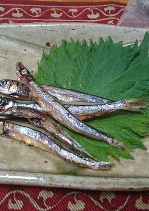 きびなごの一夜干し-レシピのメイン写真