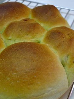 抹茶パン-レシピのメイン写真