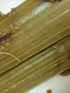炊飯器でフキの煮物♩-レシピのメイン写真