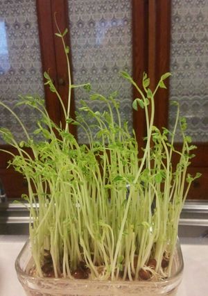 豆苗保存法-レシピのメイン写真