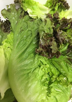 レタス(葉物野菜)のシャキシャキ保存-レシピのメイン写真