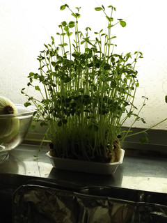 エコ+節約+夏休みの自由研究=無限豆苗!-レシピのメイン写真