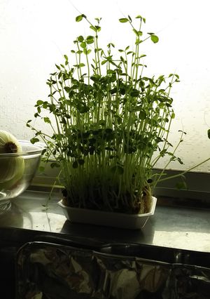エコ＋節約＋夏休みの自由研究＝無限豆苗！-レシピのメイン写真
