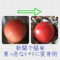 รูปของ 色の悪いトマトを真っ赤なトマトにする方法