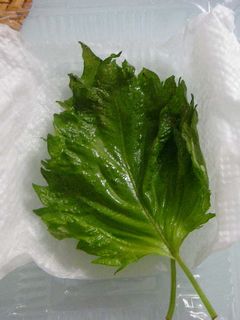 20日持つ!大葉の保存法-レシピのメイン写真