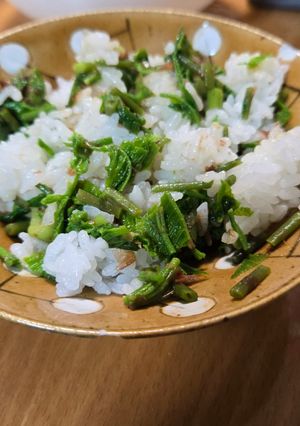 コシアブラご飯-レシピのメイン写真