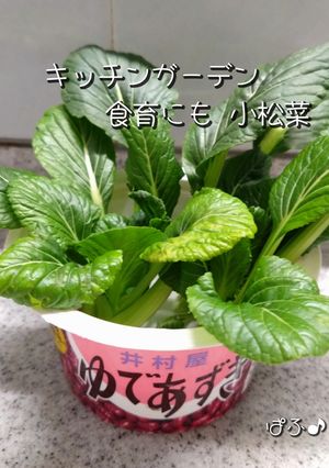 キッチンガーデン 🥬リボベジ🌱小松菜-レシピのメイン写真