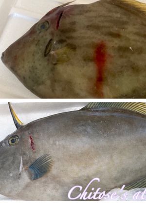 カワハギとウマヅラハギの下処理-レシピのメイン写真