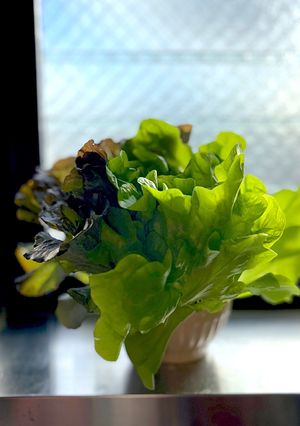 リボベジ 根付きレタスを育てて収穫しよう-レシピのメイン写真