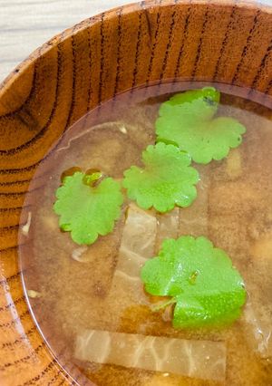 カキドオシのお味噌汁-レシピのメイン写真