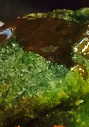 抹茶入り生麩-レシピのメイン写真