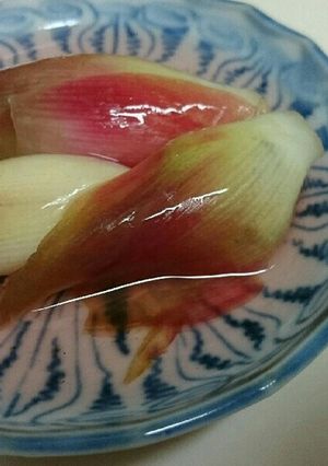 みょうがの浅漬け-レシピのメイン写真