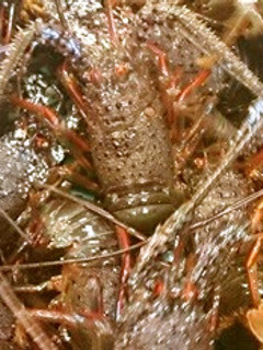 伊勢海老のさばき方-レシピのメイン写真
