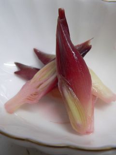 みょうがの酢漬け-レシピのメイン写真