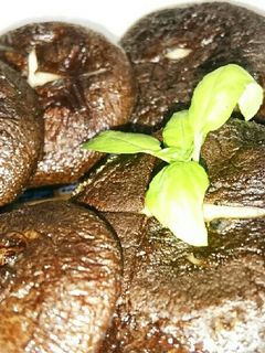 しいたけ 焼いただけ-レシピのメイン写真