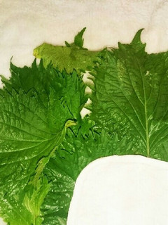 大葉の保存-レシピのメイン写真
