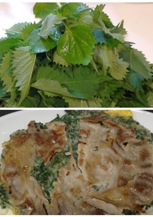 大葉(青シソ)のお好み焼き-レシピのメイン写真