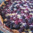 BlackberryCustardPie