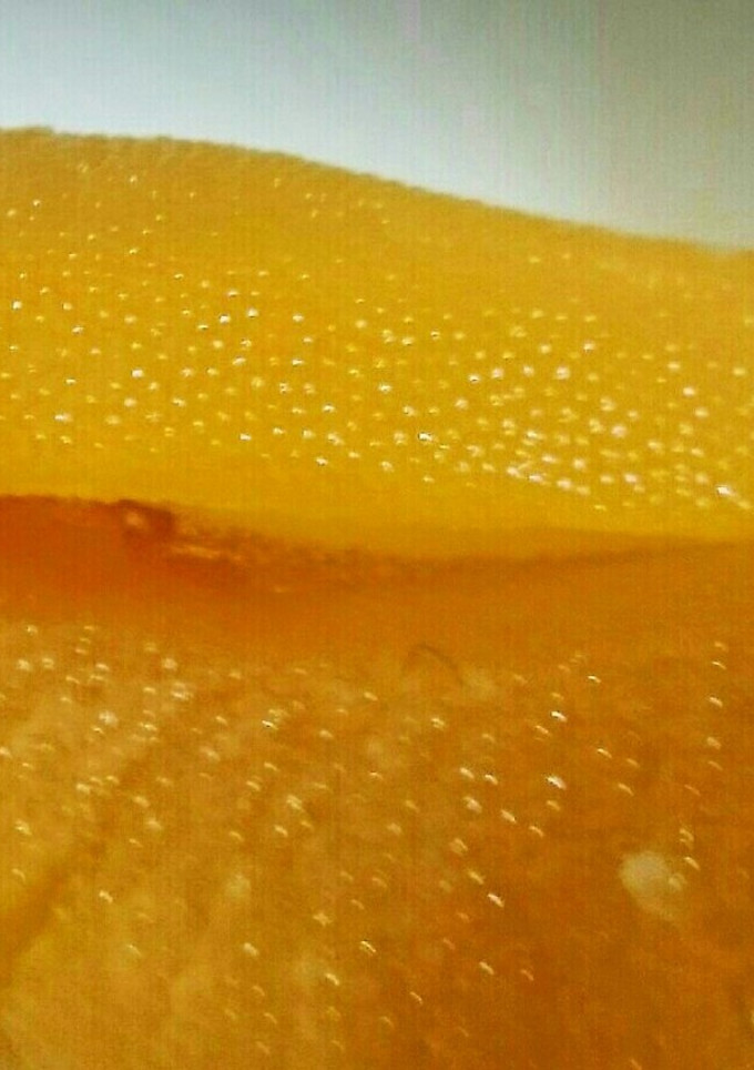 普通の数の子-レシピのメイン写真