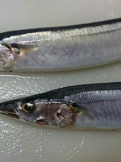 ~秋刀魚の下処理のやり方~-レシピのメイン写真