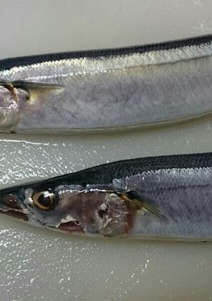～秋刀魚の下処理のやり方～-レシピのメイン写真