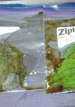 えごまの葉の醤油漬け-レシピのメイン写真