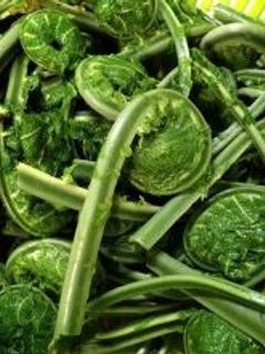 コゴミのおひたし-レシピのメイン写真