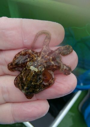 イイダコの刺身(生)-レシピのメイン写真