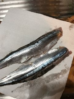 秋刀魚の大名おろし-レシピのメイン写真