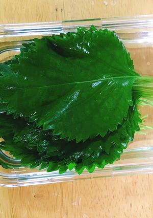 摘みたてよりシャッキリ⁈大葉の保存方法-レシピのメイン写真