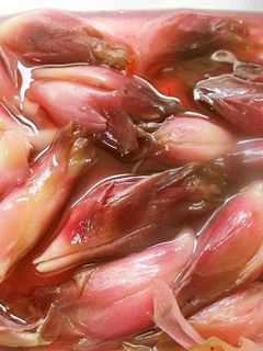 秋ミョウガどうする?取りあえず甘酢漬け!-レシピのメイン写真