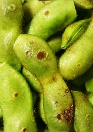 今度は蒸し焼き！丹波黒若さや(枝豆)-レシピのメイン写真