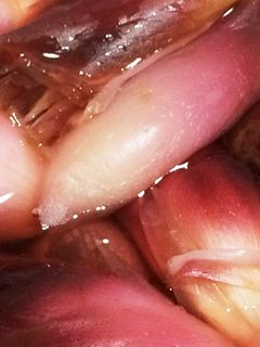 みょうがの甘酢漬け-レシピのメイン写真