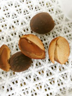 アボカドの種を乾燥|食品乾燥機ドラミニ-レシピのメイン写真