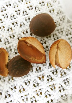 アボカドの種を乾燥｜食品乾燥機ドラミニ-レシピのメイン写真
